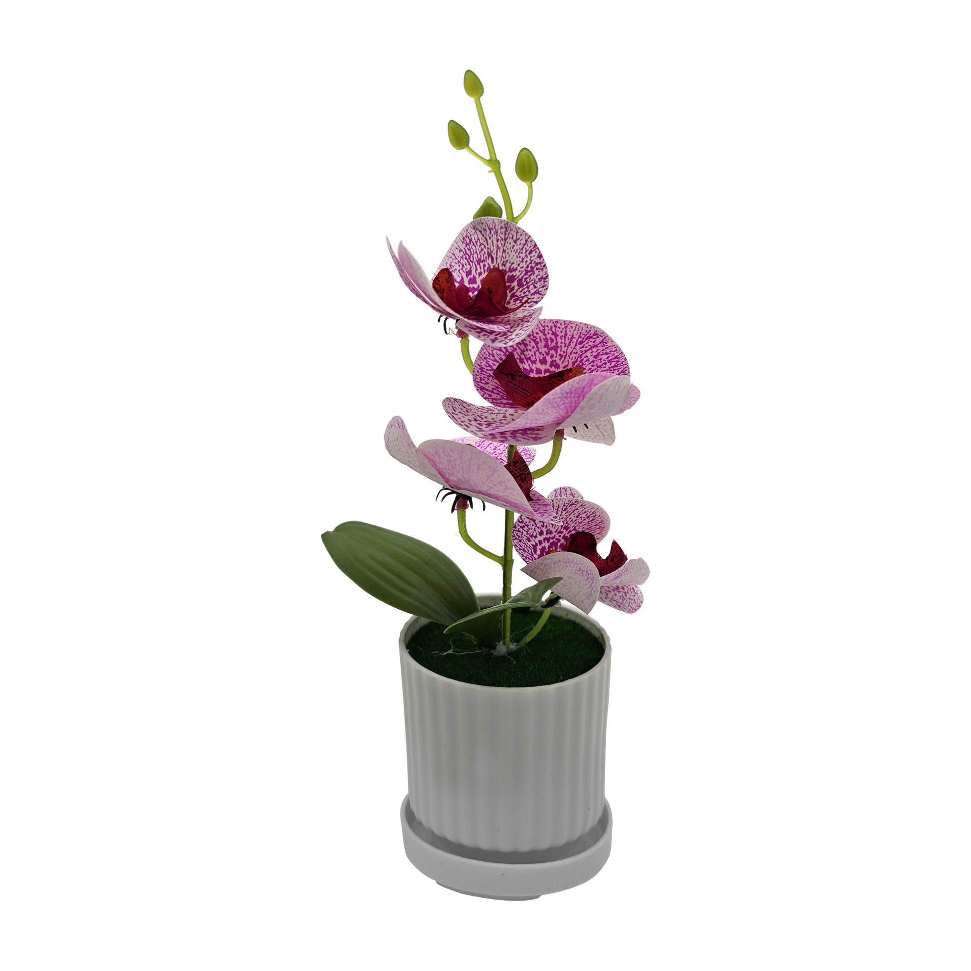 orchid with leaves