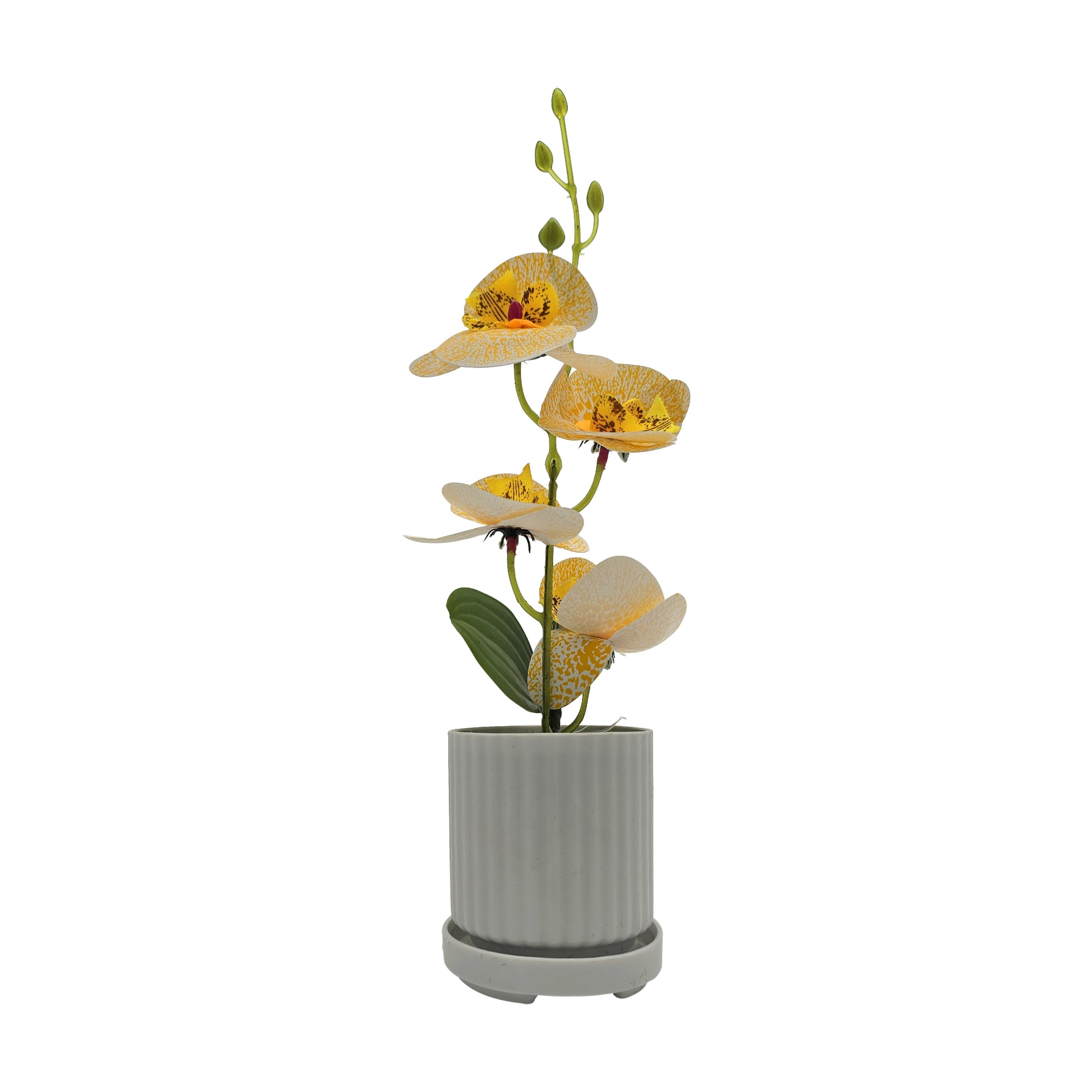 Orchid with Leaf Plant,Dining table
