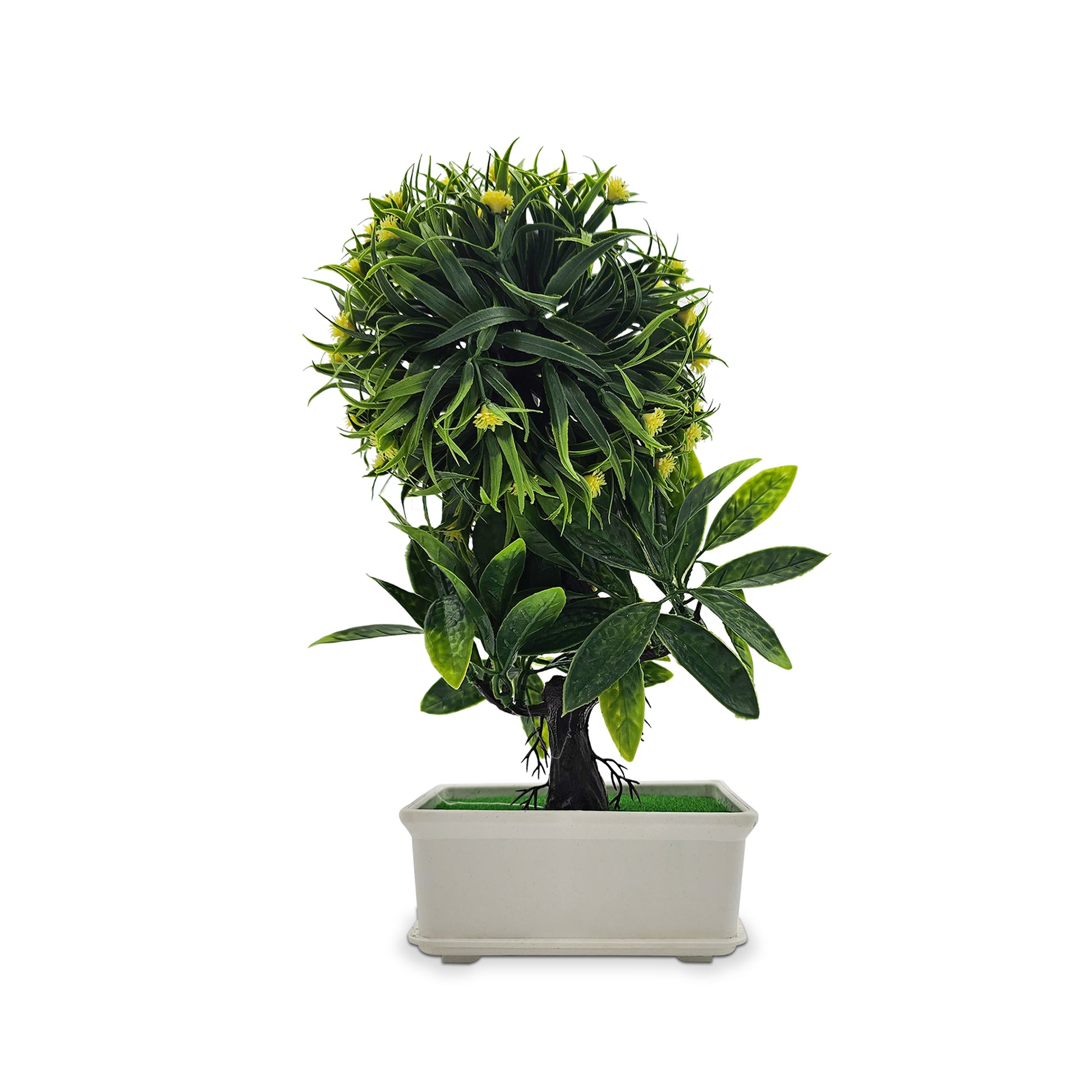 bonsai tree indoor plant
