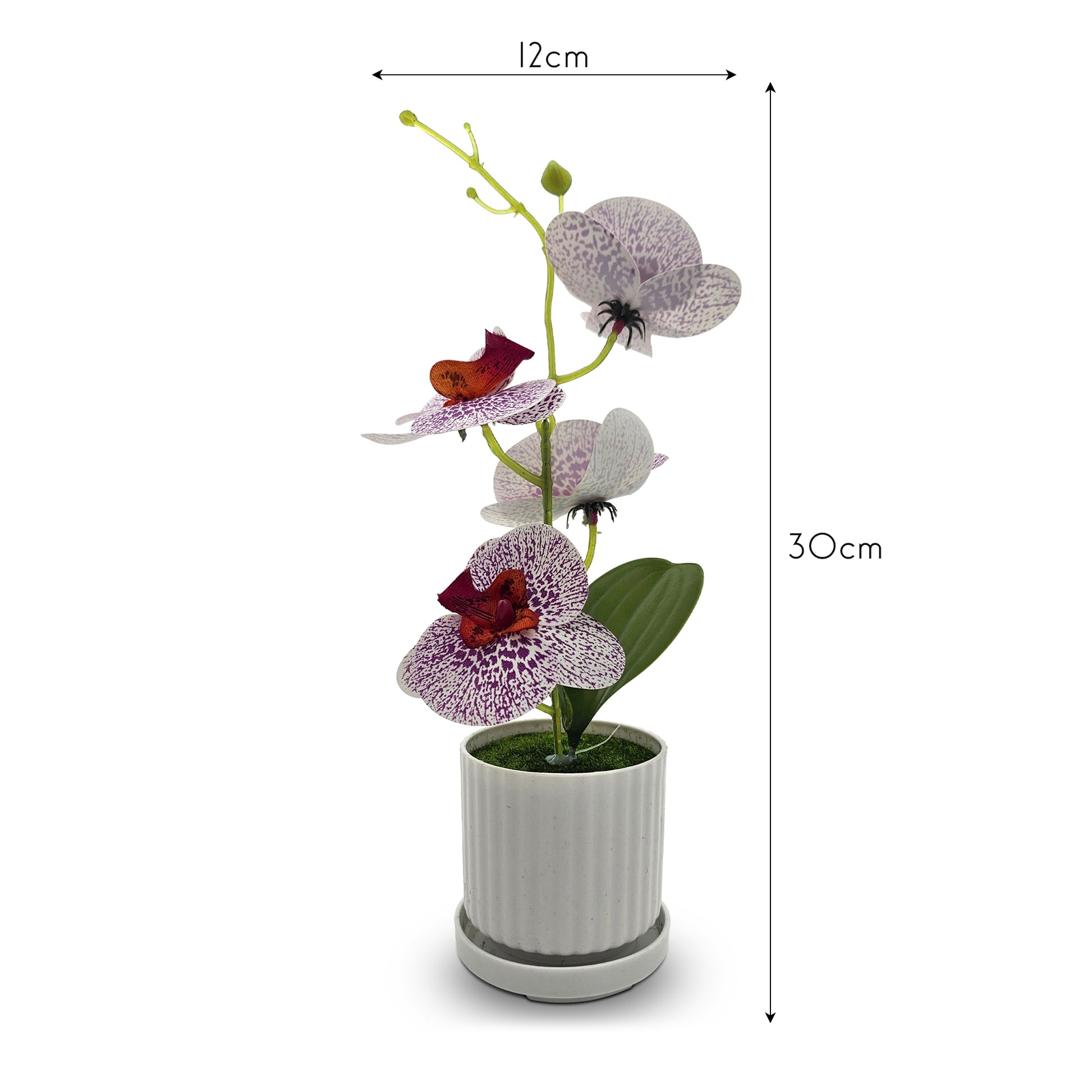Flowers Plants with Vase